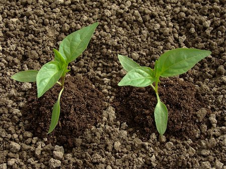 simsearch:400-07302217,k - pepper seedlings growing on the vegetable bed Stock Photo - Budget Royalty-Free & Subscription, Code: 400-04369214