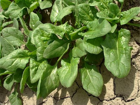 simsearch:400-07302217,k - spinach growing on the vegetable bed Stock Photo - Budget Royalty-Free & Subscription, Code: 400-04369215