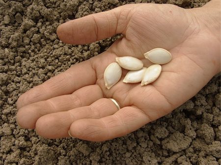 simsearch:400-07302217,k - hand with pumpkin seeds Stock Photo - Budget Royalty-Free & Subscription, Code: 400-04369213