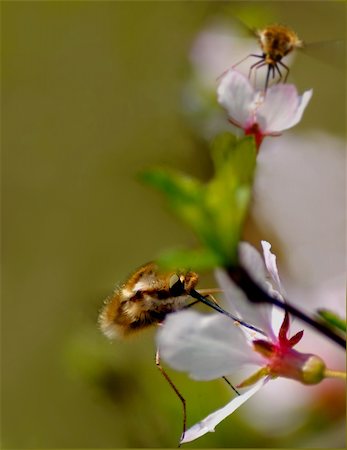 Two flies bombylius pollinate flowers Stock Photo - Budget Royalty-Free & Subscription, Code: 400-04369843