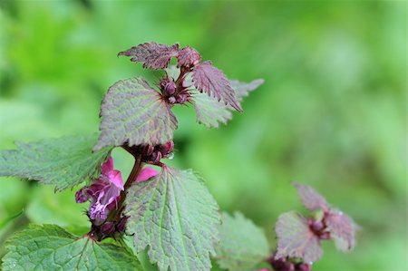 simsearch:400-04428532,k - Flowers of  Lamium maculatum in the forest. Photographed close-up Photographie de stock - Aubaine LD & Abonnement, Code: 400-04369866