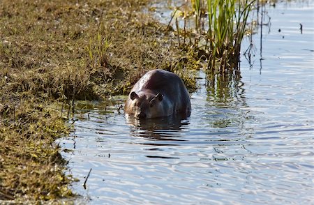 Canadian Beaver near shore on river Saskatchewan Stock Photo - Budget Royalty-Free & Subscription, Code: 400-04369886