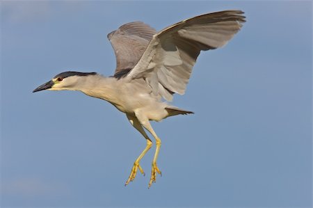 Black crowned Night Heron Canada Photographie de stock - Aubaine LD & Abonnement, Code: 400-04369888