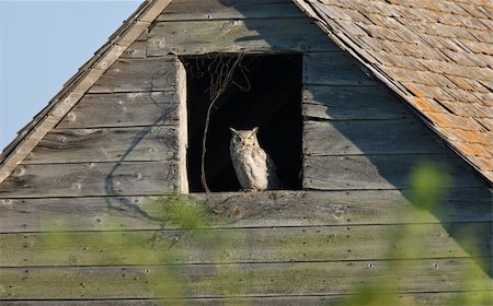 simsearch:400-04438029,k - Great Horned Owl in Old Barn Canada Stock Photo - Budget Royalty-Free & Subscription, Code: 400-04369890