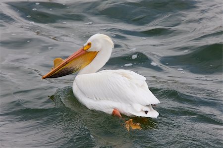 simsearch:400-05677181,k - American White Pelicans in Canada Photographie de stock - Aubaine LD & Abonnement, Code: 400-04369907