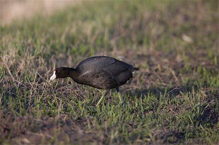 foulque - Waterhen coot  Canada Saskatchewan Bird Photographie de stock - Aubaine LD & Abonnement, Code: 400-04369909