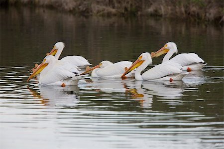 simsearch:400-05677181,k - American White Pelicans in Canada Photographie de stock - Aubaine LD & Abonnement, Code: 400-04369910