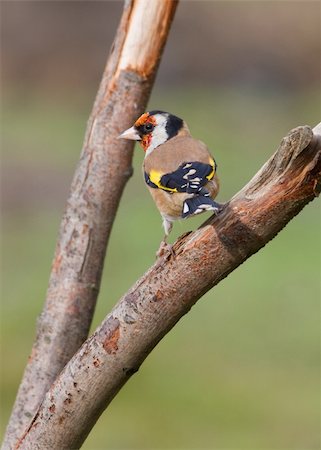 simsearch:400-04824981,k - Goldfinch perched on a branch in the wild Photographie de stock - Aubaine LD & Abonnement, Code: 400-04369967