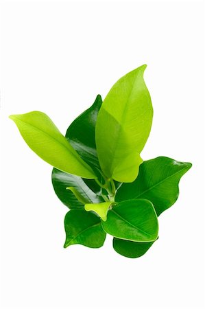 simsearch:400-07169438,k - Elevated view of green young plant on white background Stock Photo - Budget Royalty-Free & Subscription, Code: 400-04360290