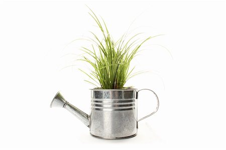 sunny_baby (artist) - Watering with a green plant isolated on white background Foto de stock - Royalty-Free Super Valor e Assinatura, Número: 400-04360909