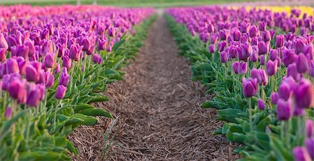 a large field in spring full with colourful tulips Stock Photo - Budget Royalty-Free & Subscription, Code: 400-04360921