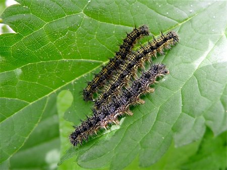 Three motley black caterpillars eat green leaf Stock Photo - Budget Royalty-Free & Subscription, Code: 400-04361170