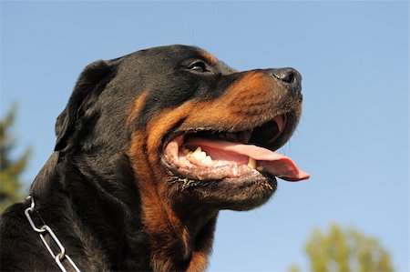 rottweiler - portrait of a purebred rottweiler in a garden Photographie de stock - Aubaine LD & Abonnement, Code: 400-04361720