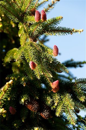 simsearch:400-04653794,k - closeup of a flowering fir branch in spring sun with great blue sky Photographie de stock - Aubaine LD & Abonnement, Code: 400-04361927