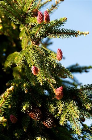 franky242 (artist) - closeup of a flowering fir branch in spring sun with great blue sky Fotografie stock - Microstock e Abbonamento, Codice: 400-04361927