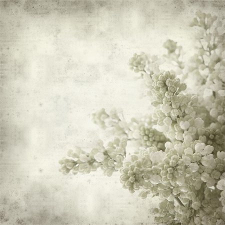 textured old paper background with white lilac Photographie de stock - Aubaine LD & Abonnement, Code: 400-04362214