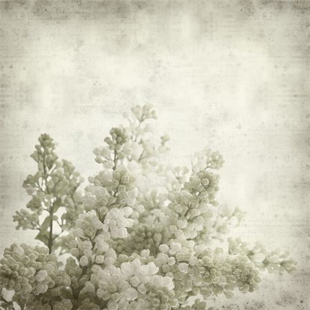 textured old paper background with white lilac Foto de stock - Super Valor sin royalties y Suscripción, Código: 400-04362227