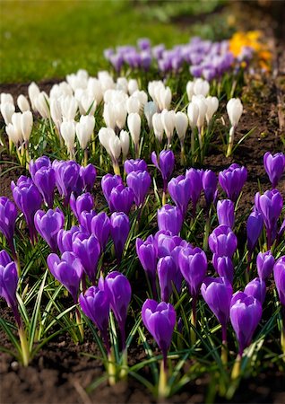 simsearch:400-05059080,k - Spring holiday crocus flowers Stock Photo - Budget Royalty-Free & Subscription, Code: 400-04362276