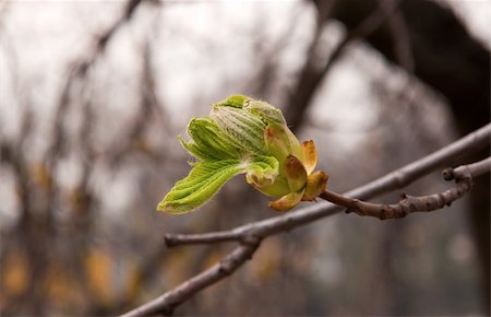 simsearch:400-07577622,k - Leaf buds horse chestnut in early spring Photographie de stock - Aubaine LD & Abonnement, Code: 400-04362278