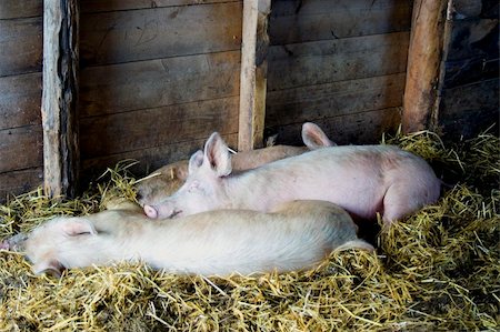simsearch:400-05747707,k - Pigs asleep on hay in barn on farm Fotografie stock - Microstock e Abbonamento, Codice: 400-04362311