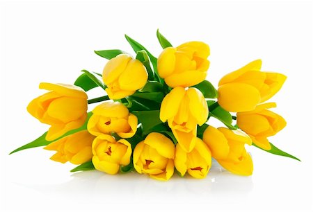 posy - yellow tulip flowers bouquet isolated on white background Stock Photo - Budget Royalty-Free & Subscription, Code: 400-04362382