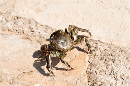 simsearch:400-04529279,k - Adriatic Sea crab on the rock. Photographed in Croatia. Foto de stock - Royalty-Free Super Valor e Assinatura, Número: 400-04362420