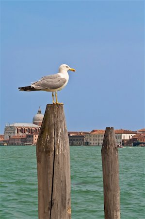 seagulls at beach - Seagull sitting on a pole. In the background Venice. Photographie de stock - Aubaine LD & Abonnement, Code: 400-04362421