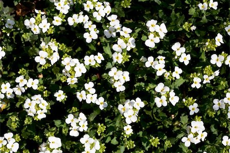 simsearch:400-06555366,k - Background of little white flowers in spring Fotografie stock - Microstock e Abbonamento, Codice: 400-04363011