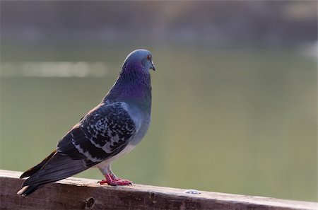 simsearch:400-03987330,k - A colorful pigeon staring at lake Stockbilder - Microstock & Abonnement, Bildnummer: 400-04363216