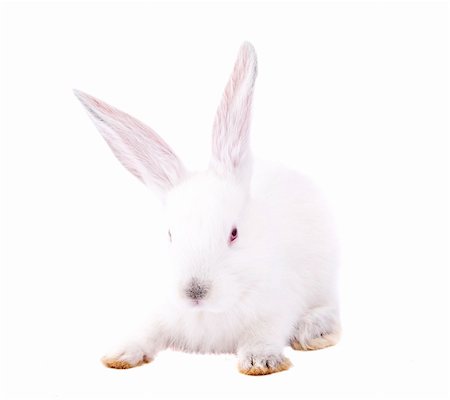 simsearch:400-04577365,k - rabbit on a white background Photographie de stock - Aubaine LD & Abonnement, Code: 400-04363320