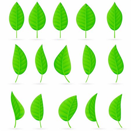 Various types and shapes of green leaves. Illustration on white background Stock Photo - Budget Royalty-Free & Subscription, Code: 400-04374924