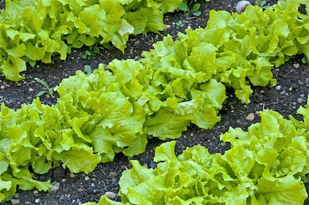 salad Photographie de stock - Aubaine LD & Abonnement, Code: 400-04374934