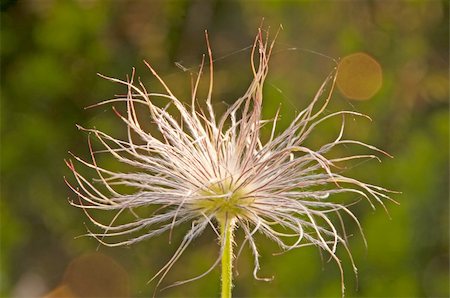 simsearch:400-07169438,k - pasqueflower Stock Photo - Budget Royalty-Free & Subscription, Code: 400-04374933