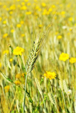 simsearch:400-05355620,k - Spike in yellow field of wheat. Fotografie stock - Microstock e Abbonamento, Codice: 400-04375805