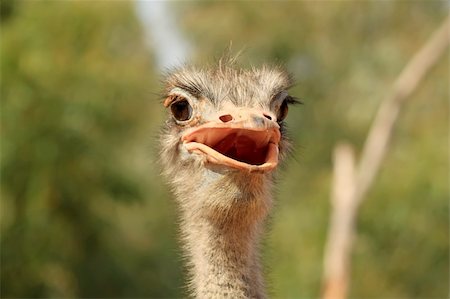 Photo of funny ostrich Stock Photo - Budget Royalty-Free & Subscription, Code: 400-04375836