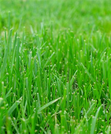 A close up of a mowed lawn taken at worms-eye view. Stock Photo - Budget Royalty-Free & Subscription, Code: 400-04375987