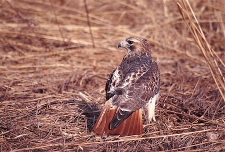 A Red-tailed Hawk (Buteo jamaicensis) in northern Illinois. Stockbilder - Microstock & Abonnement, Bildnummer: 400-04376338