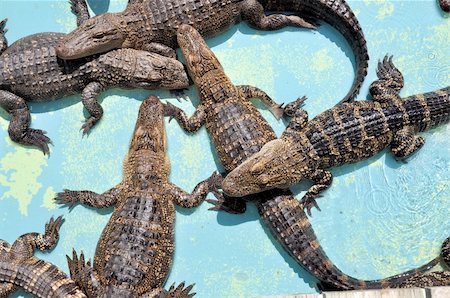 A pit full of gators at Gatorland in Orlando Florida Photographie de stock - Aubaine LD & Abonnement, Code: 400-04376405