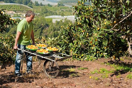 simsearch:400-06178158,k - Agricultural worker during the loquat harvest season Foto de stock - Super Valor sin royalties y Suscripción, Código: 400-04376550