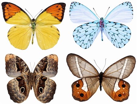 collection of butterflies isolated on white Stock Photo - Budget Royalty-Free & Subscription, Code: 400-04376589