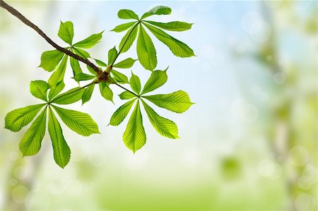 green leaves of chestnut on bright spring background Photographie de stock - Aubaine LD & Abonnement, Code: 400-04376597