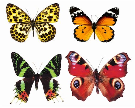 butterflies isolated on white Stock Photo - Budget Royalty-Free & Subscription, Code: 400-04376590