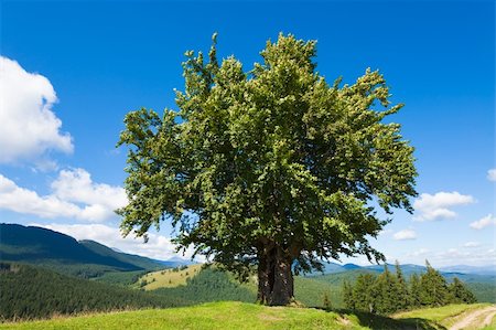 simsearch:400-06063989,k - Summer mountain landscape with big lonely tree Foto de stock - Royalty-Free Super Valor e Assinatura, Número: 400-04376639