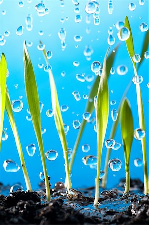 puddle in the rain - spring grass plants is growing out of ground in the rain, on blue background Stock Photo - Budget Royalty-Free & Subscription, Code: 400-04376704