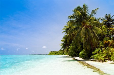 simsearch:400-04423269,k - Tropical Beach with coconut palm trees and turquoise ocean Photographie de stock - Aubaine LD & Abonnement, Code: 400-04378120