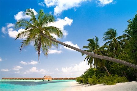 beautiful tropical beach with coconut palm tree reaching over the turquoise ocean Foto de stock - Super Valor sin royalties y Suscripción, Código: 400-04378162