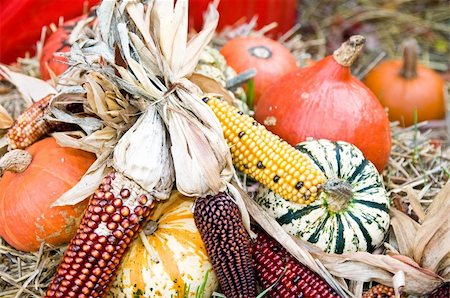 Fall Decoration with pumpkins and corncobs Stockbilder - Microstock & Abonnement, Bildnummer: 400-04378237