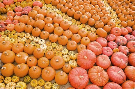 simsearch:400-04008520,k - different kinds of pumpkins as a seasonal fall decoration Stock Photo - Budget Royalty-Free & Subscription, Code: 400-04378241