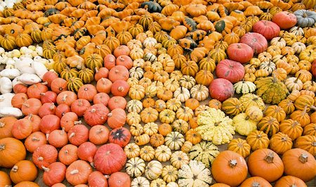 simsearch:400-04008520,k - different kinds of pumpkins as a seasonal fall decoration Stock Photo - Budget Royalty-Free & Subscription, Code: 400-04378242