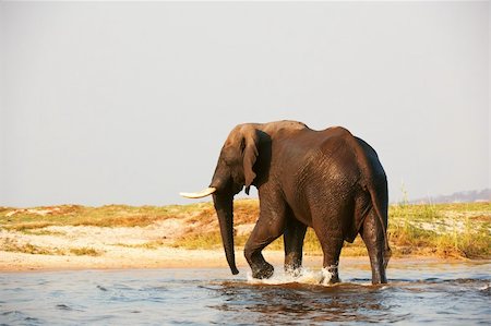 simsearch:400-04378419,k - Large African elephant (Loxodonta Africana) walking in the river in Botswana Photographie de stock - Aubaine LD & Abonnement, Code: 400-04378395